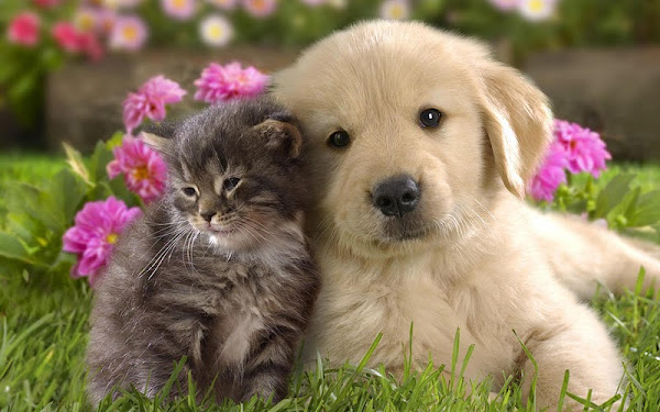 puppy-and-kitten.jpg