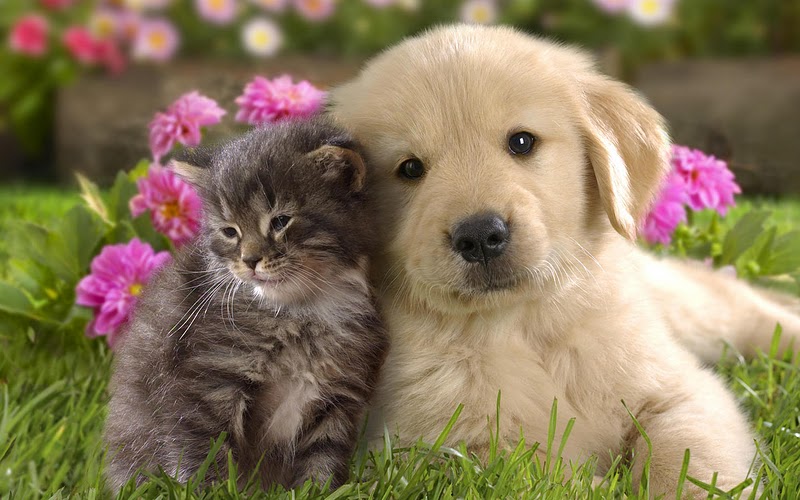 puppy-and-kitten.jpg