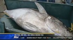 peixe de 184 kg-1_250