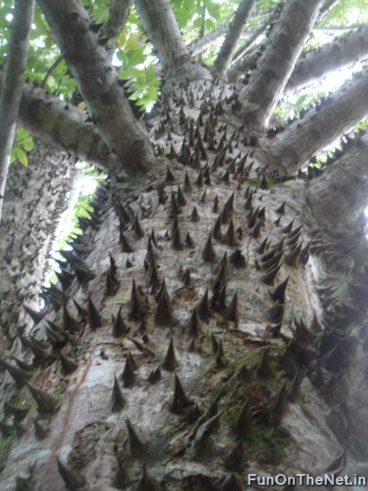 Thorniest Trees