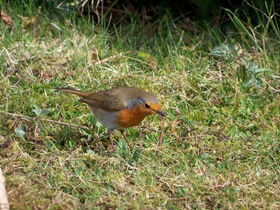 Robin pulling a worm from the grass.
