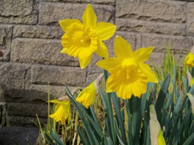 Tenby Daffodils, Narcissus obvallaris.