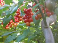 bryony,bryonia dioca,red berries,berries
