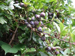 sloes,blackthorn,prunus spinosa