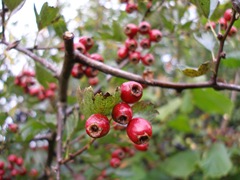 hawthorn berries,crataegus monogyna,hawthorn,berries