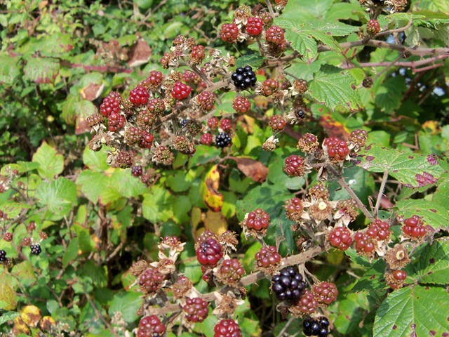 [blackberries_undeveloped[2].jpg]