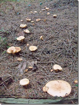 fungus trail