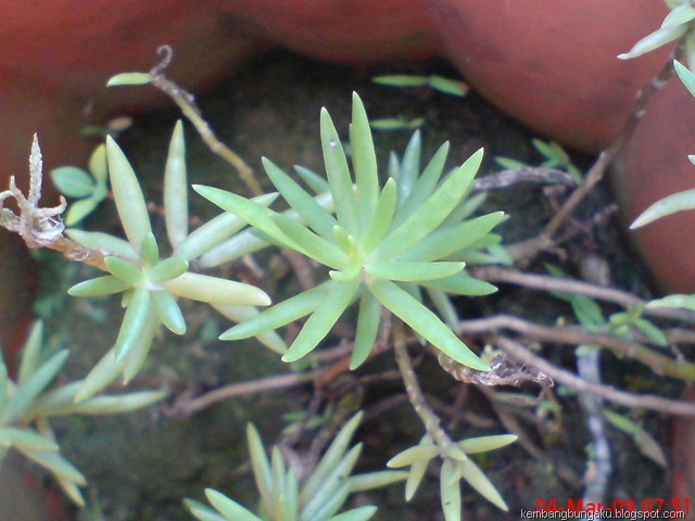 [Portulaca grandiflora Hook 3748[2].jpg]