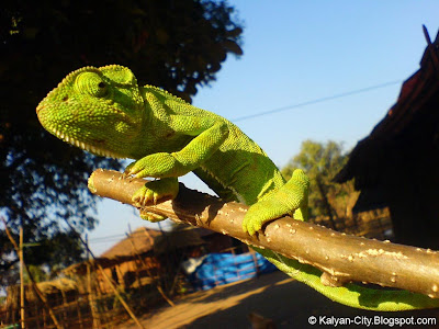 Chameleon on Stick