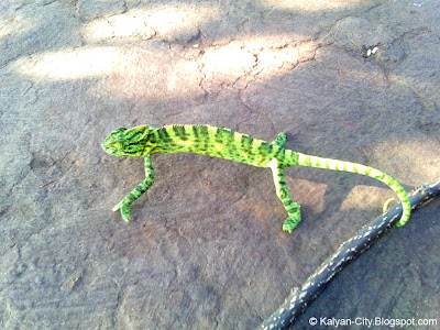 Chameleon Photo