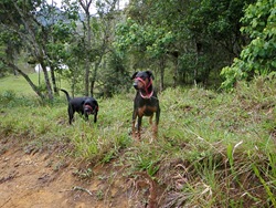 Dogs Trekking 3 (65)