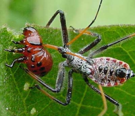 kumbang tomat Mekanisme Pertahanan Diri Hewan Yang Dahsyat