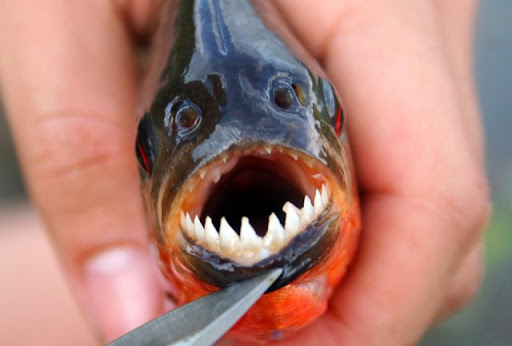 700+ Gambar Binatang Ikan Piranha Terbaik