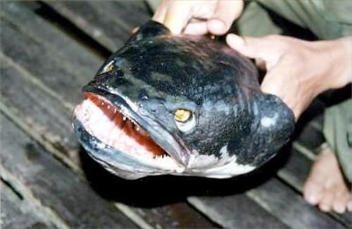 kabar--aneh.blogspot.com - 10 Ikan Pemangsa Paling Mematikan