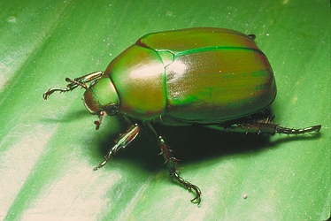 Green-Scarab-Beetle-2770.jpg