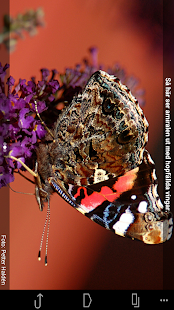 Lastest Fjärilar APK for Android