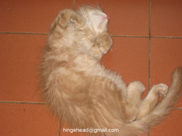 http://lh4.ggpht.com/_iXb0DHXT6Tg/SWv3qNToQ8I/AAAAAAAAARM/8qEkmi0QWDE/s800/img%20124.jpg