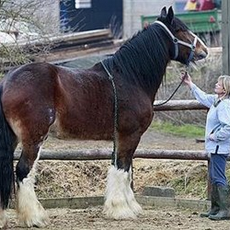 Το πιο μεγαλόσωμο άλογο!