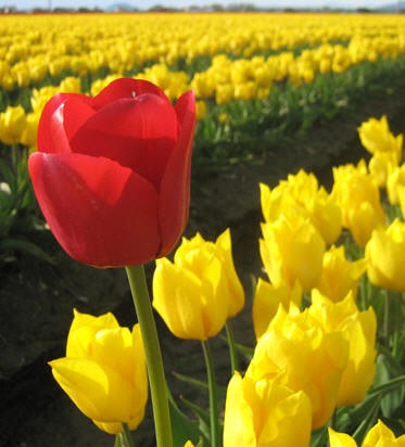 [tulipano_1[3].jpg]