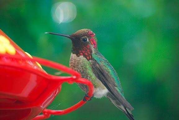 Strange Bird at Hummingbird Feeder | TheCatSite