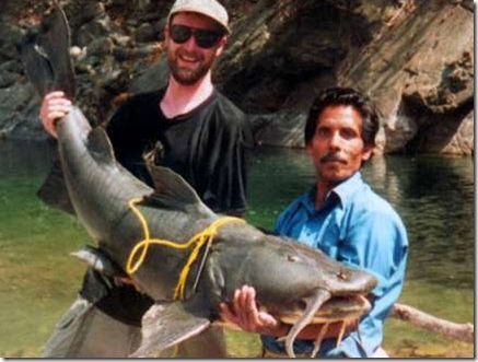 Goonch Catfish in Nepal