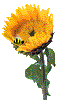 flor06.gif