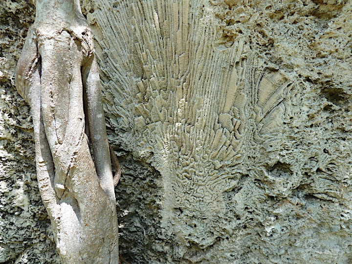 Fossil Brain Coral
