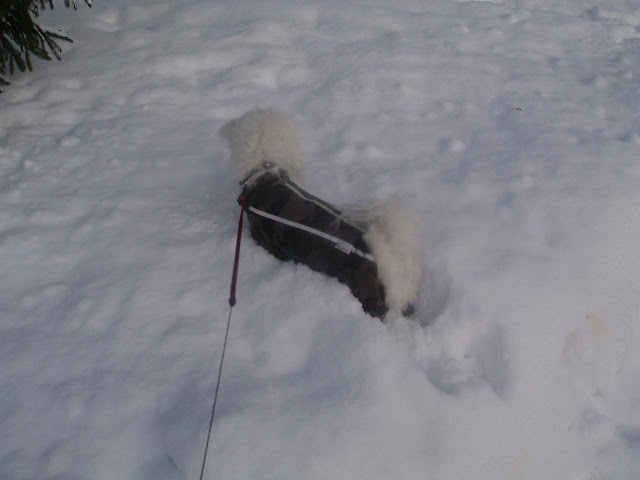 DSCF7271.JPG