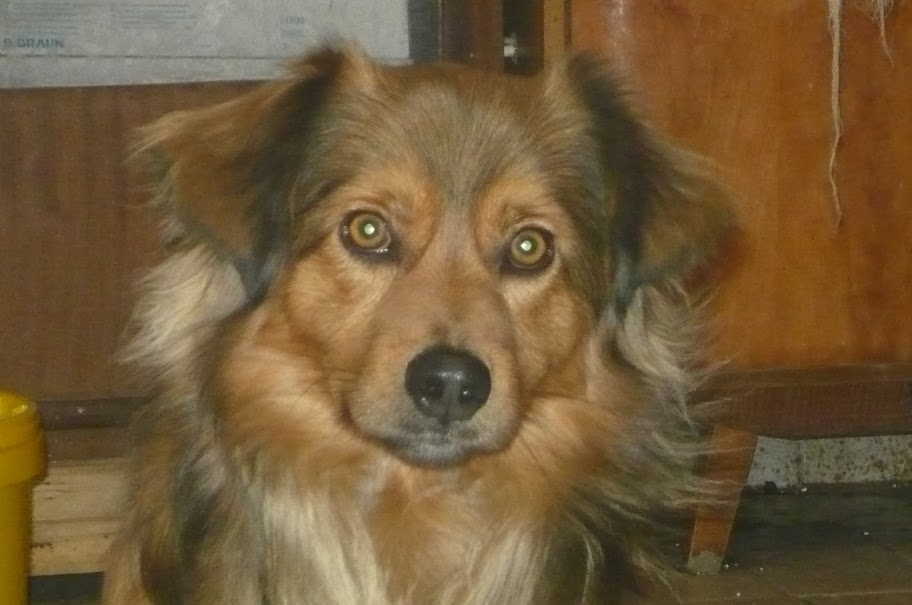csib%C3%A9sz%20%C3%A9s%20rudolf%20005.JPG