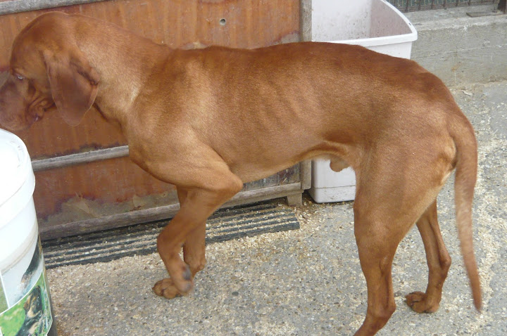 vizsla%20001.JPG