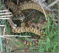 large Bull Snake in mid-hiss