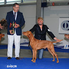 CELJE EUROPEAN DOG SHOW-SLOVENIA-2010-10-01c.jpg