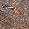 Lined Fire-Tailed Skink