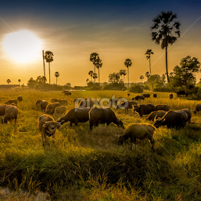 Cambodian Wildlife :) by Liquid Lens - Animals Other Mammals