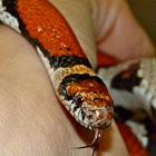 Red milk snake