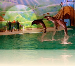 Dolphin games