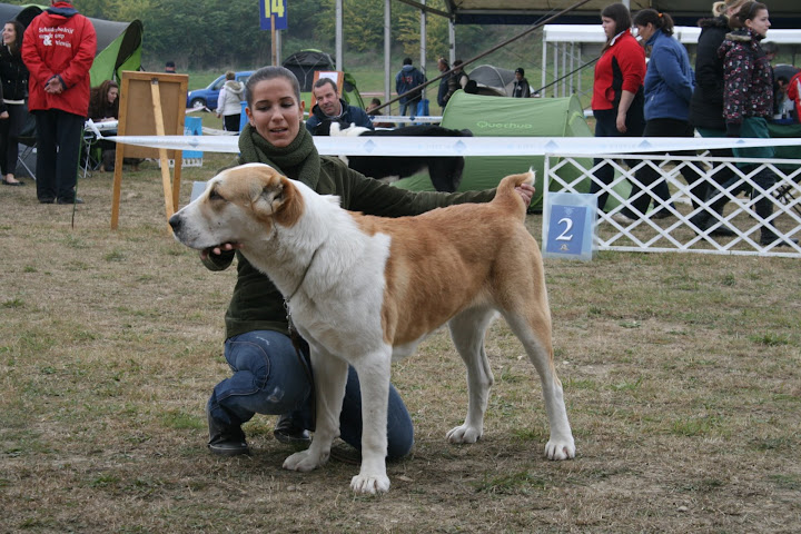 CACIB%20Kom%C3%A1rom%20%2B%20Karak%C3%A1n%20SV%20166.jpg