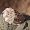 Lesser Harp Snail Shell