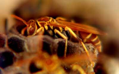 [wasp in cell sm[4].jpg]