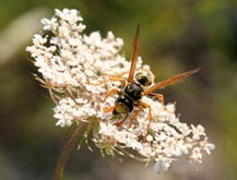 [wasp-feeding[3].jpg]