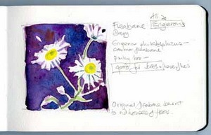 [daisy fleabane sm2[4].jpg]