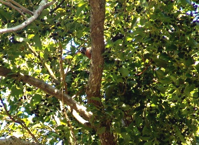 [bird in treesm[11].jpg]