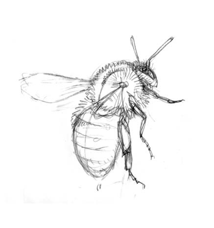[carder bee sketch3[5].jpg]