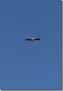 woodstork 3 woodstork 3