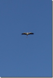 woodstork 3