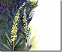 reseda reseda