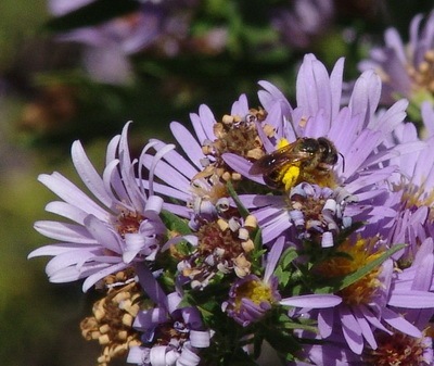 [miner bee sm[3].jpg]
