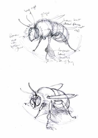 [anthophora sketches2[4].jpg]