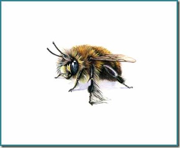 hairy footed flower beesm hairy footed flower beesm
