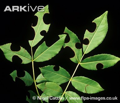 [Round-notches-cut-from-rose-leaves-by-megachile-leaf-cutter-bees[2].jpg]